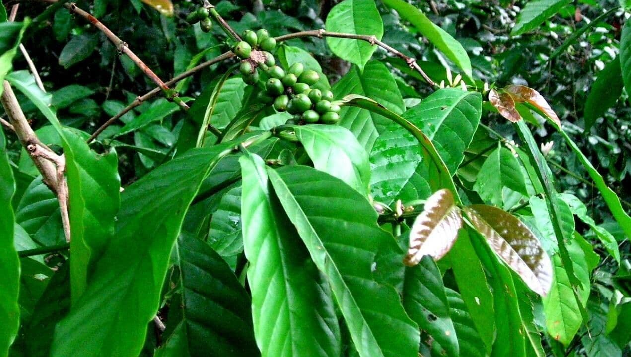 Caffè 2