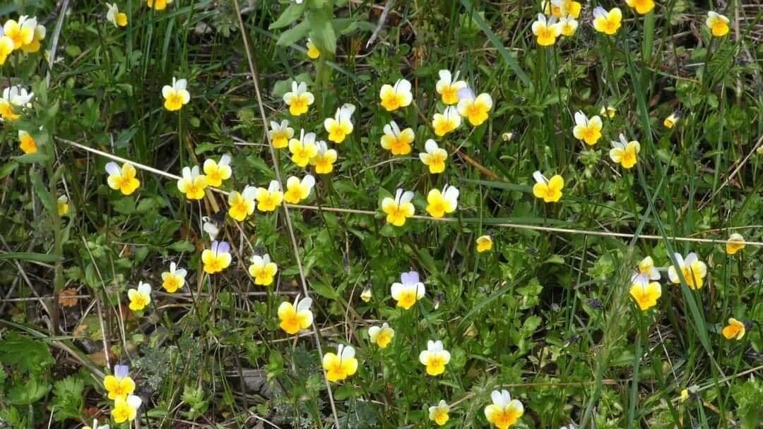 Viola