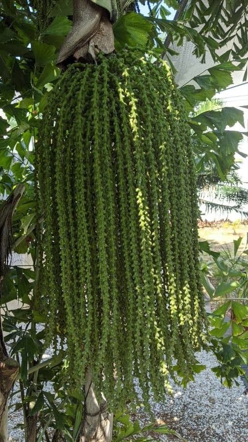 Palmier queue de poisson 27