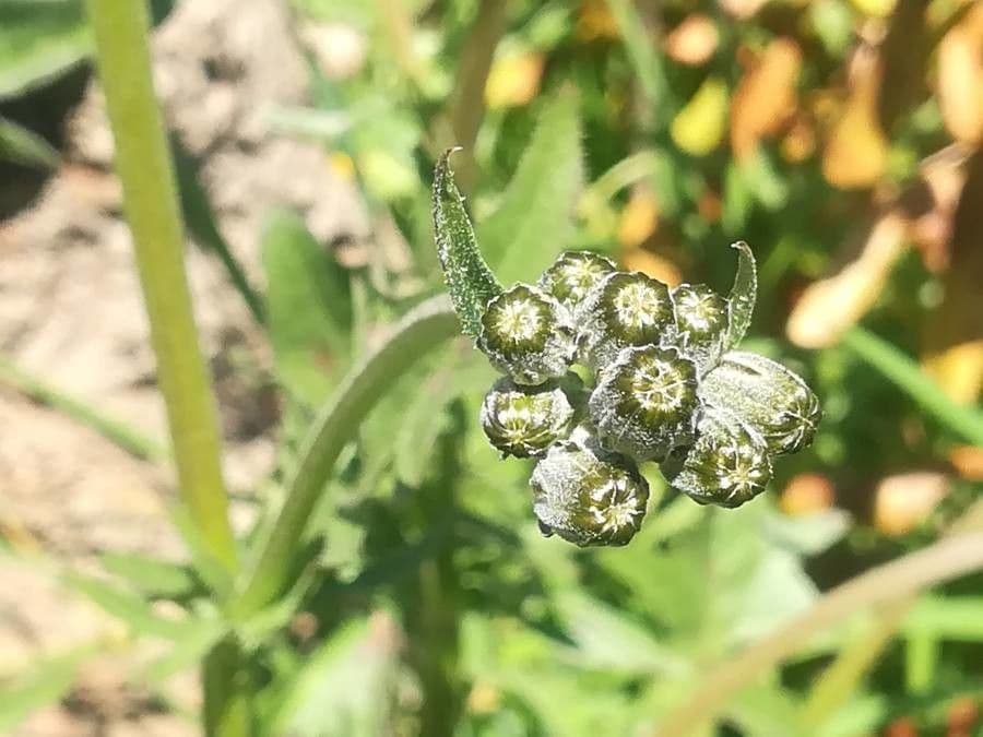 Radicchiella vescicosa 29