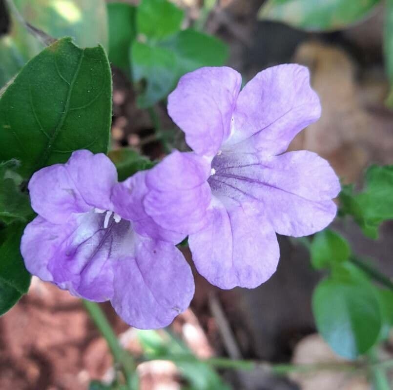 Ruellia