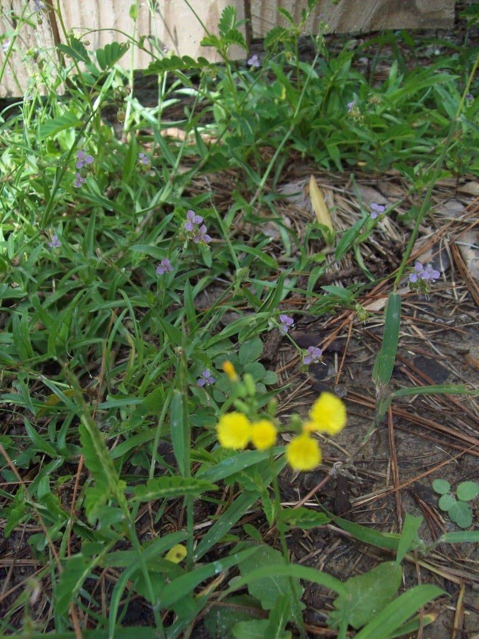 Murdannia nudiflora 12