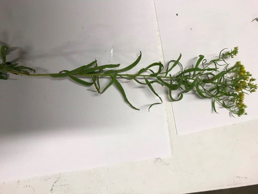 Euthamia graminifolia 12