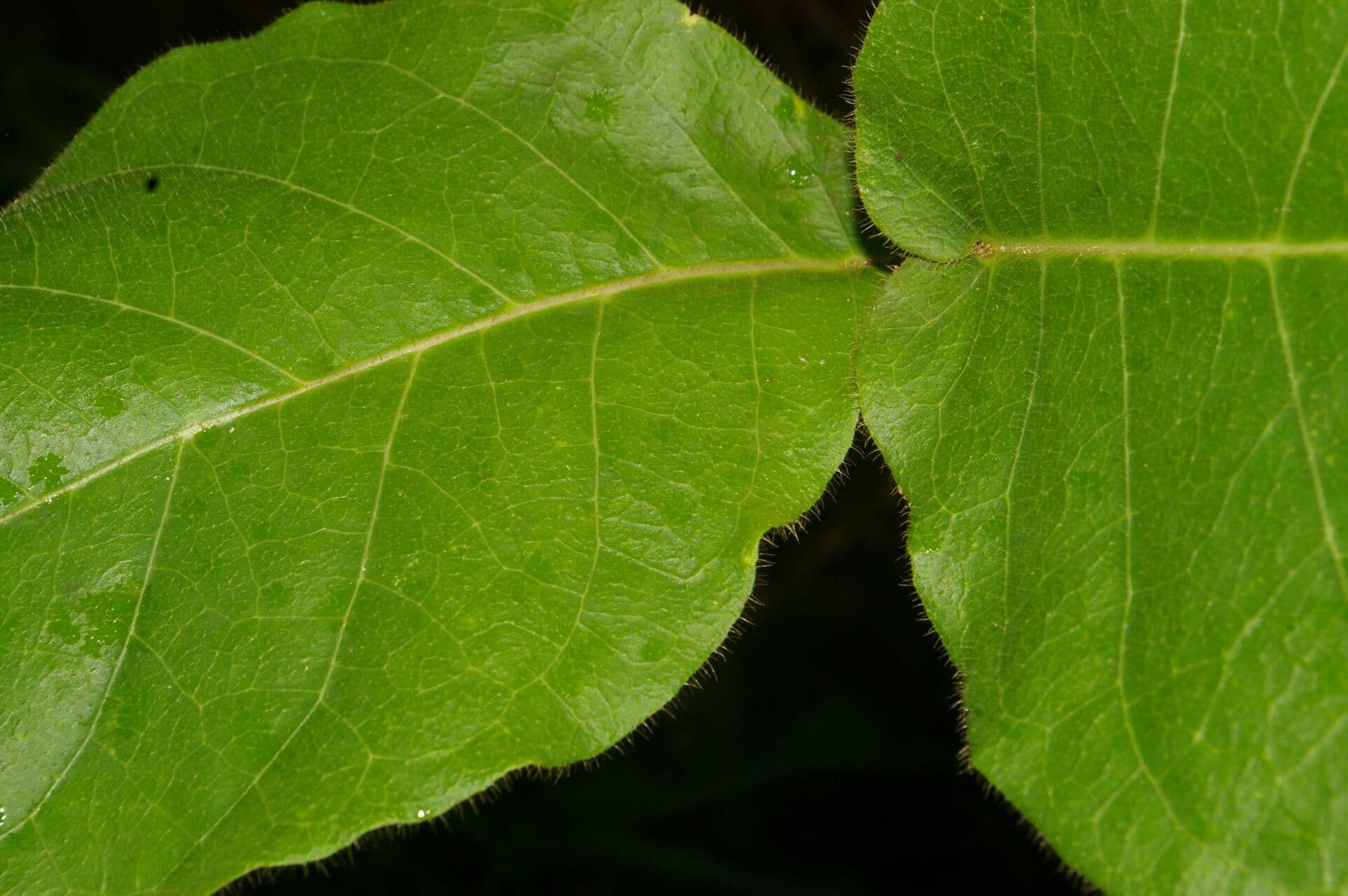 Macroscepis 17