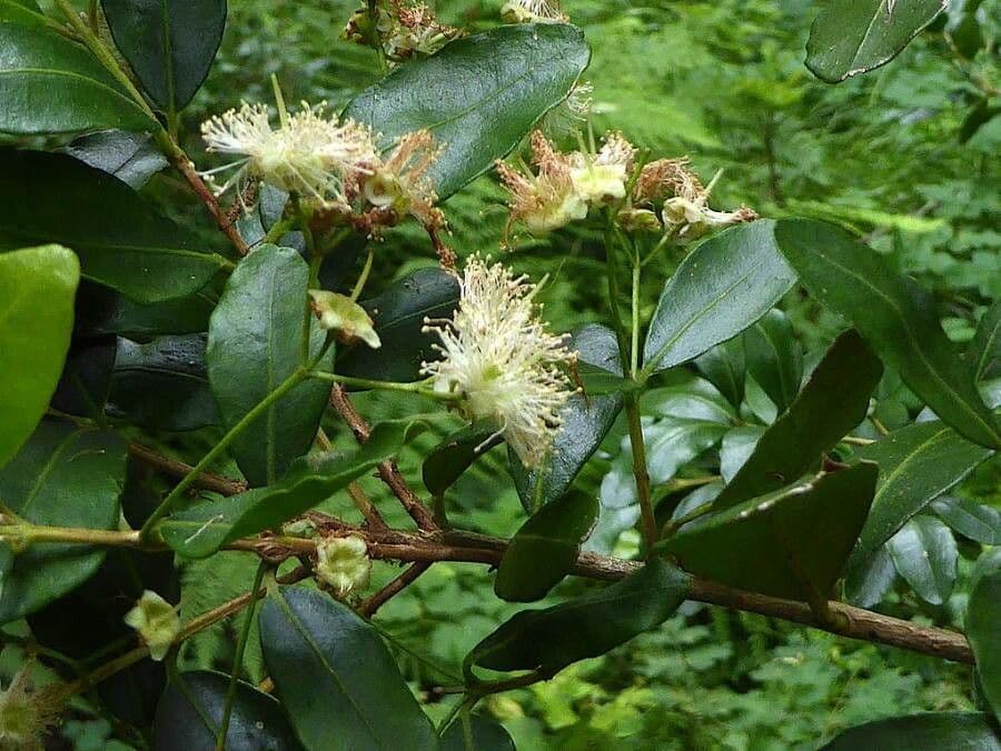 Blepharocalyx 4