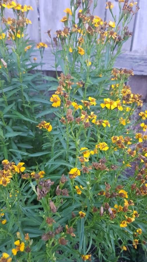 Tagetes 11