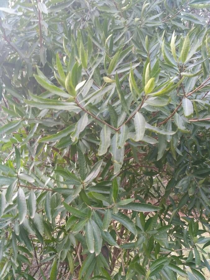 Tabernaemontana catharinensis 17