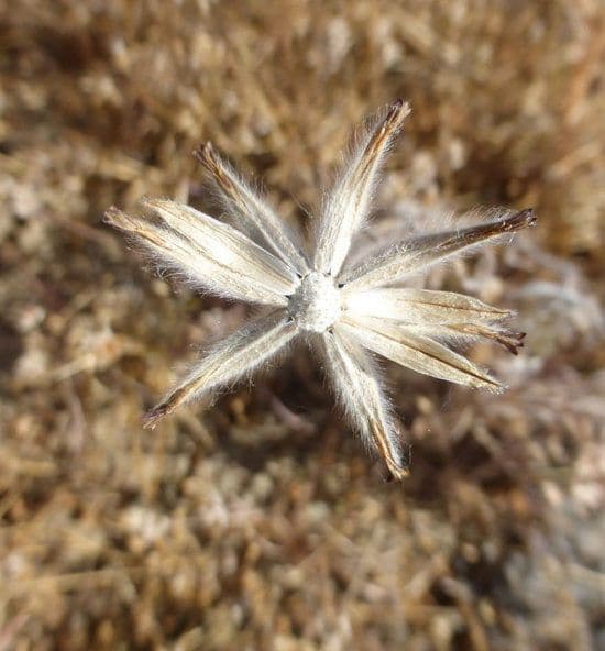 Achyrachaena