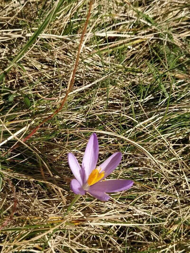 Krokus