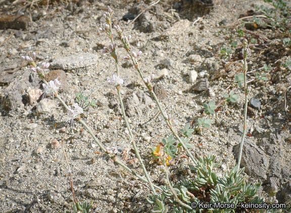 Eriogonum Wrightii 11