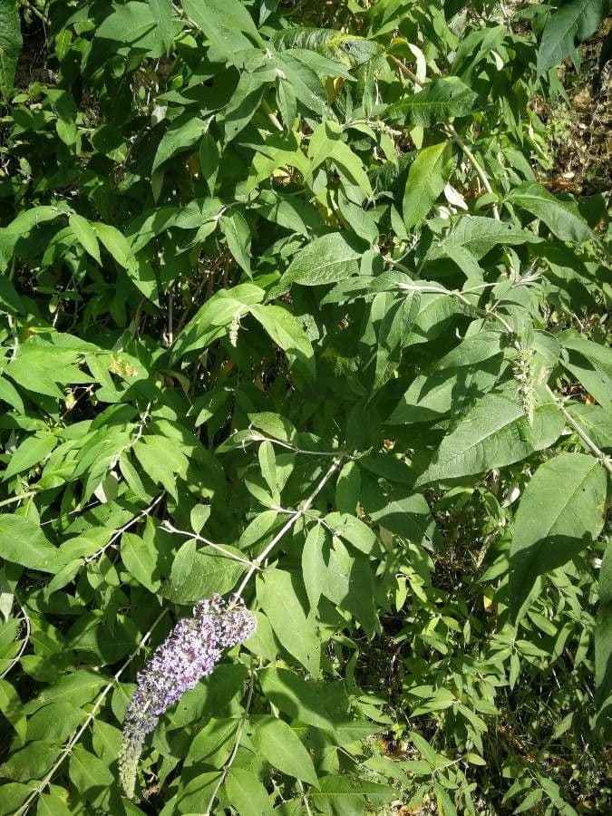 Buddleja di David 28