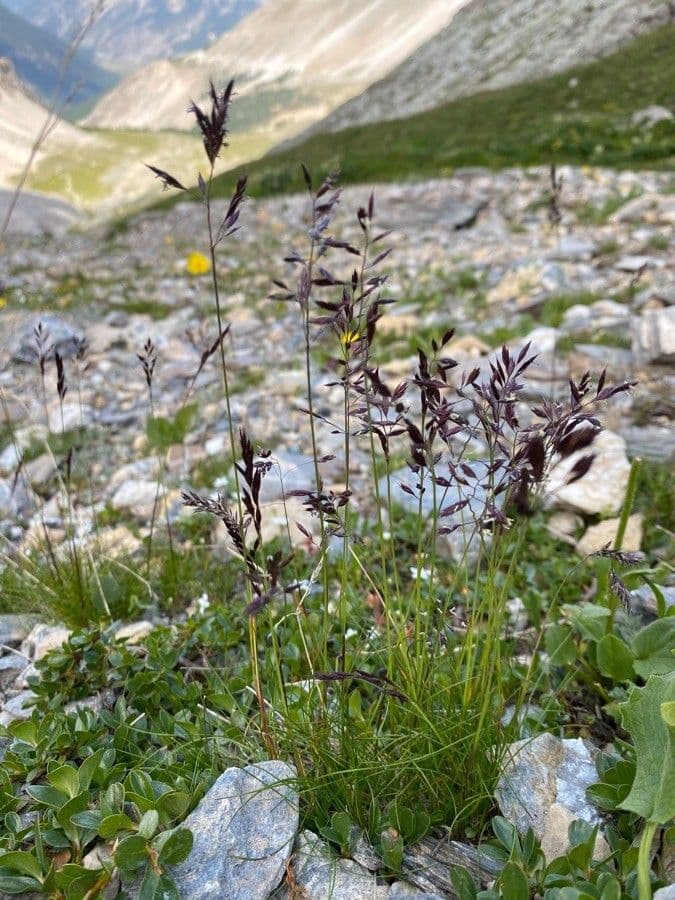 Alpen-Schmiele 4