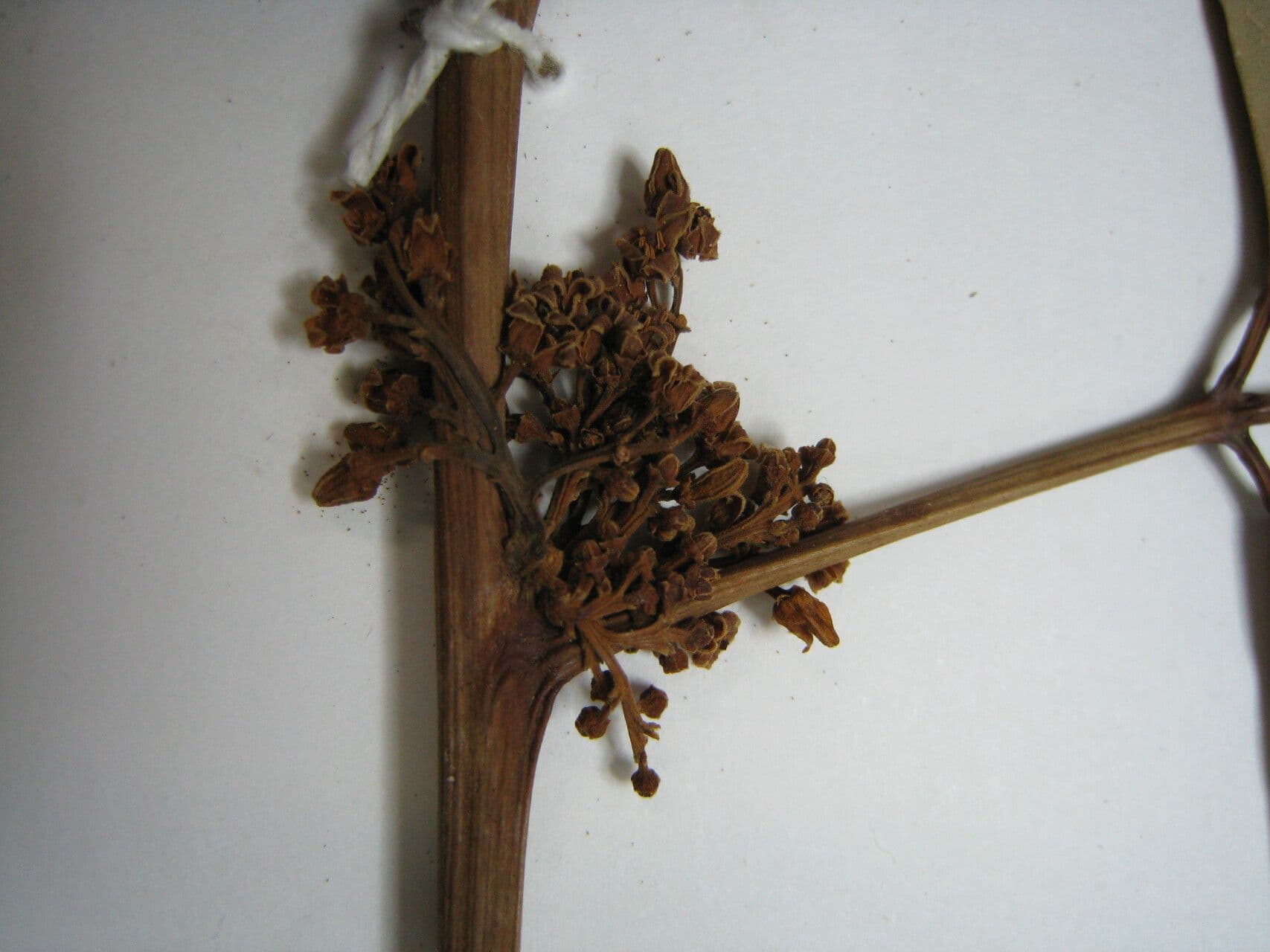 Protium heptaphyllum 23