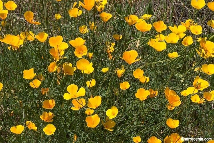 Esparsette-Mohn 17