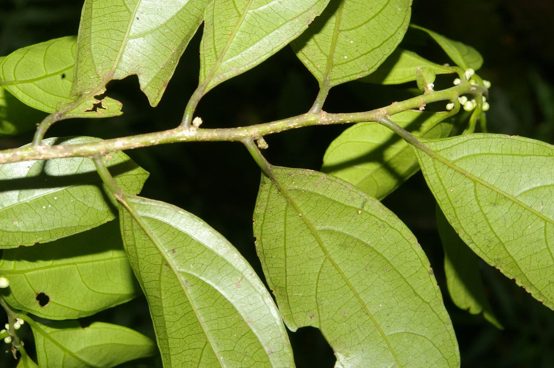 Casearia 8