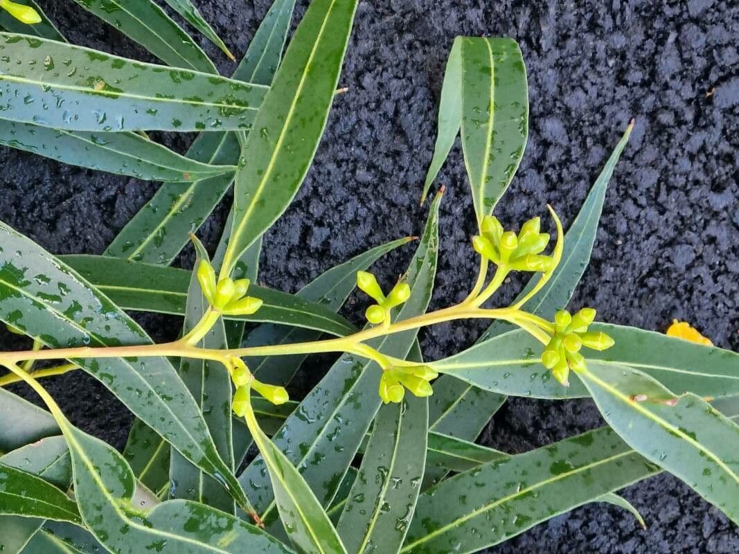 Eukalyptus" 4