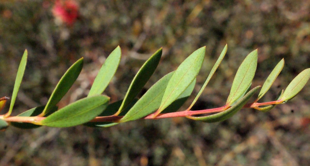 Melaleuca radula 8