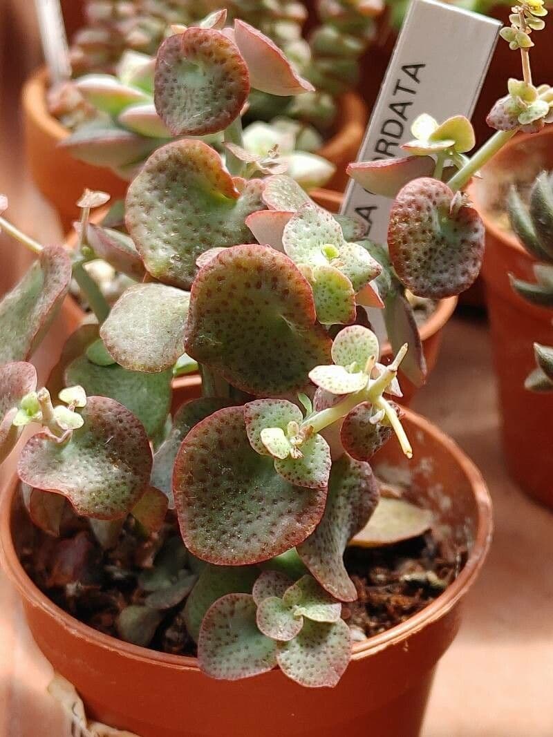 Crassula 4
