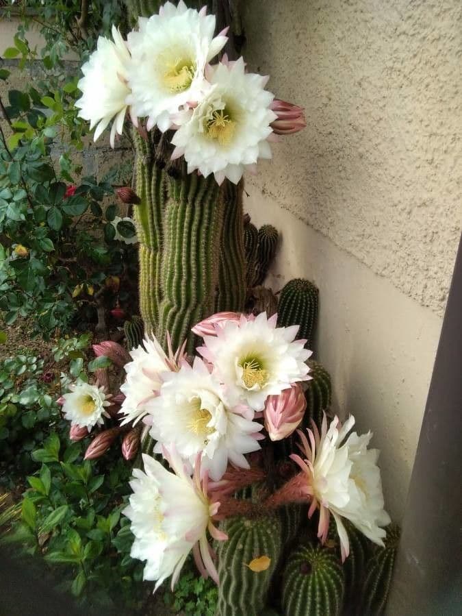 Sahuaro 5