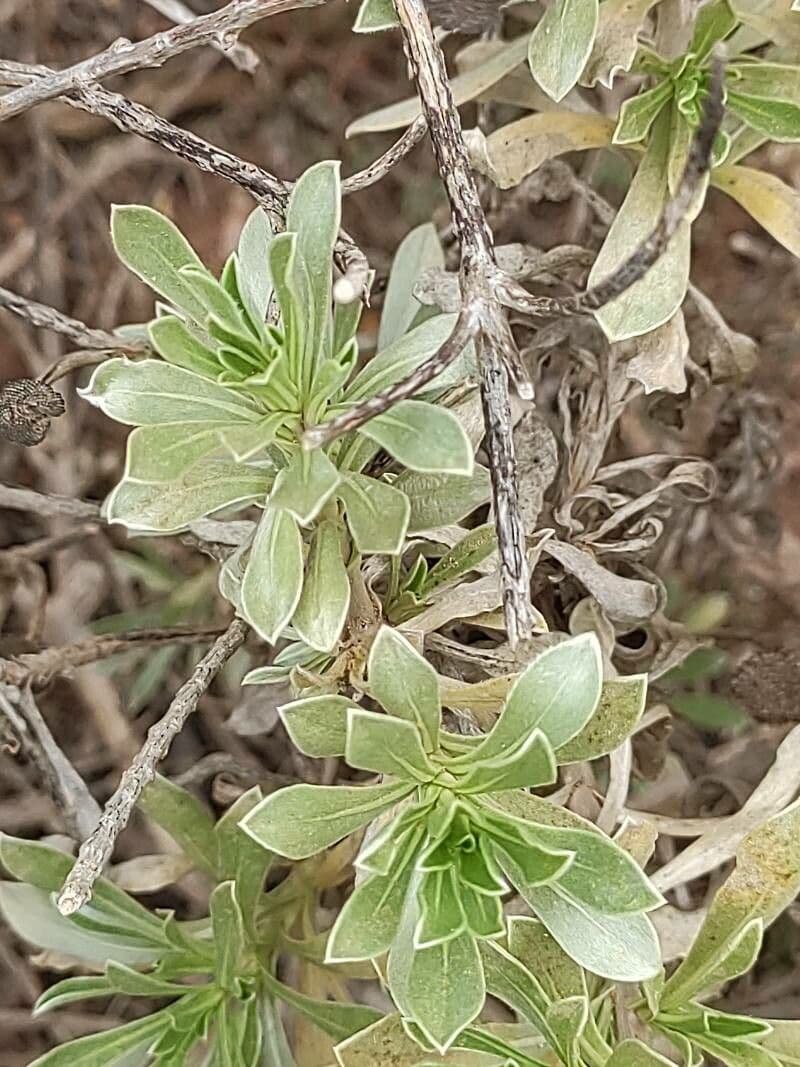 Asteriscus 8