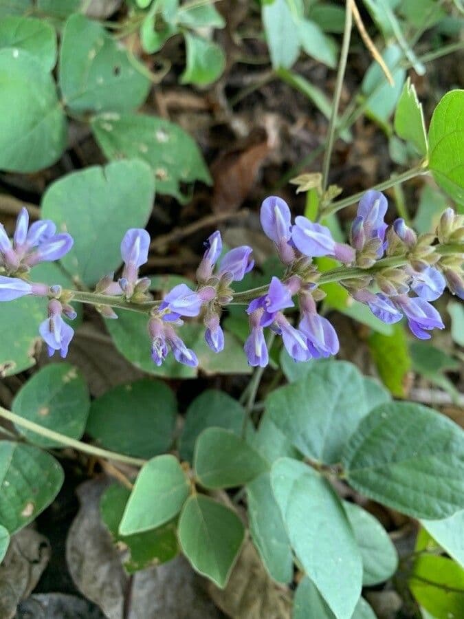 Calopogonium 6