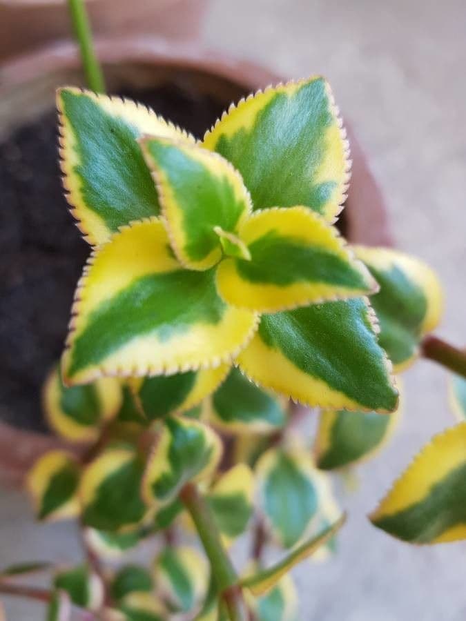 Crassula 15