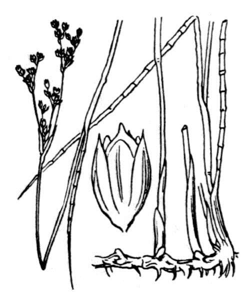 Juncus anceps 18