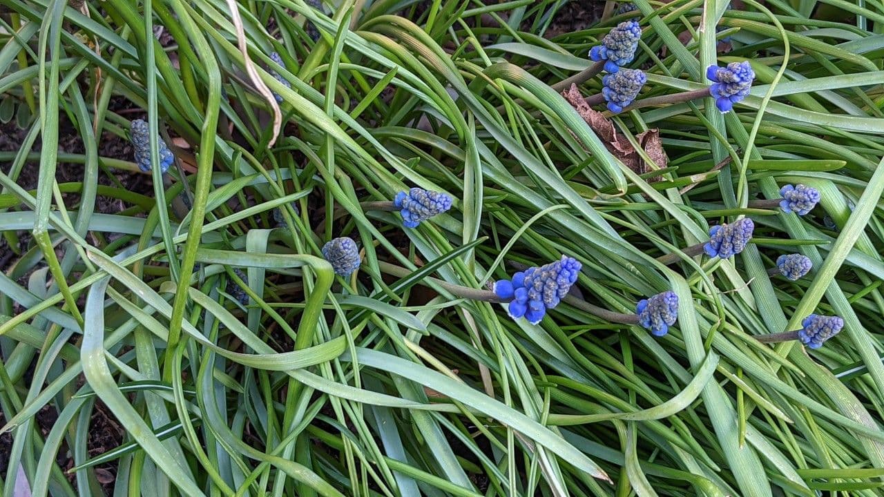 Muscari armeniaco 13