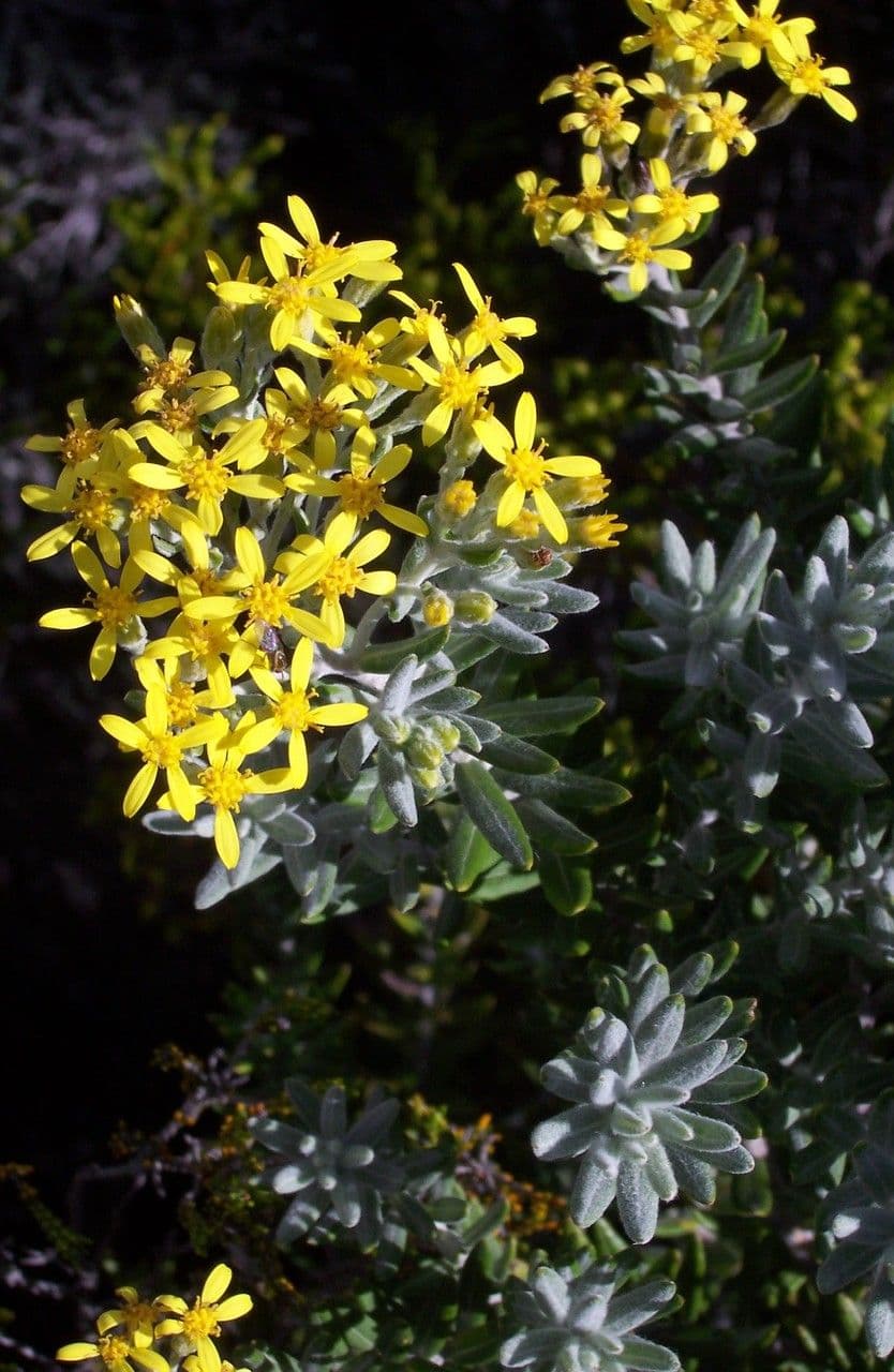 Hubertia 9