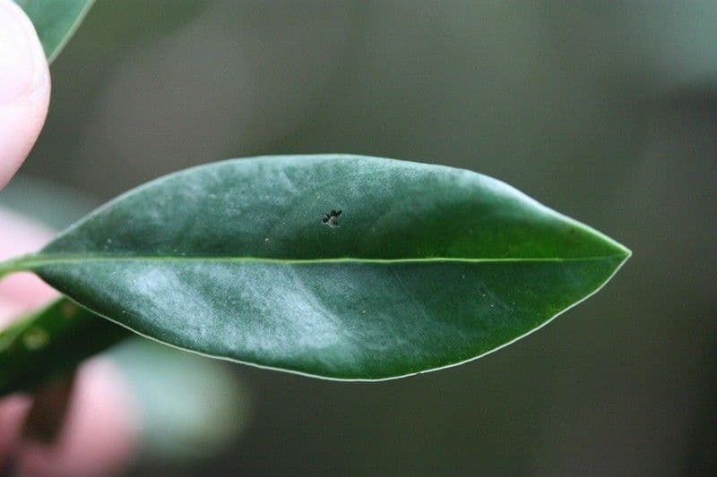 Psychotria 7