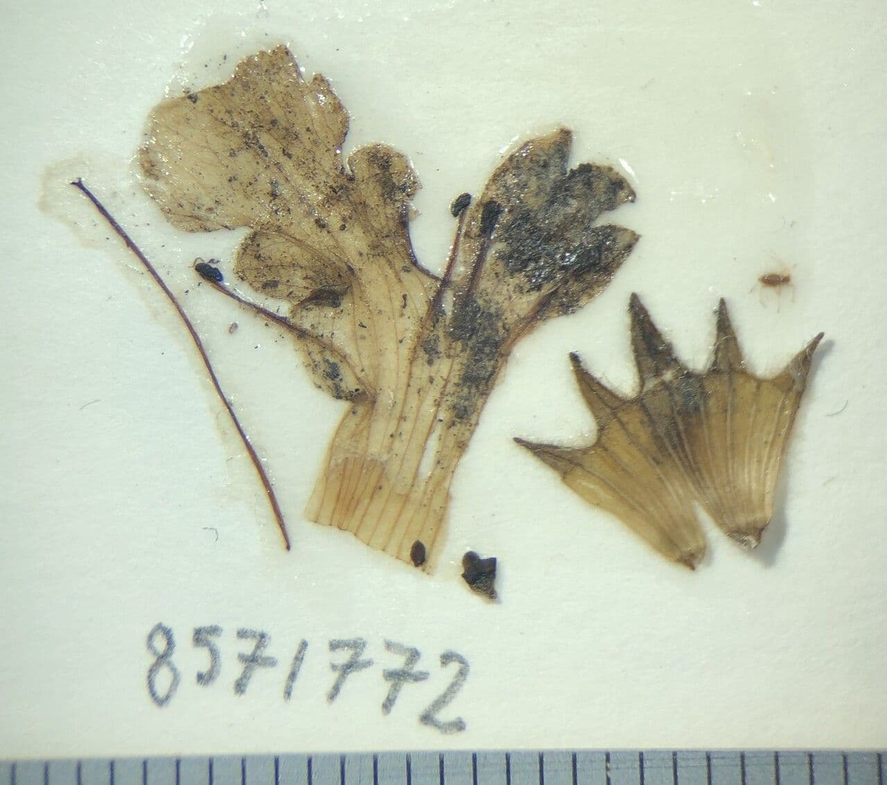 Stachys 12