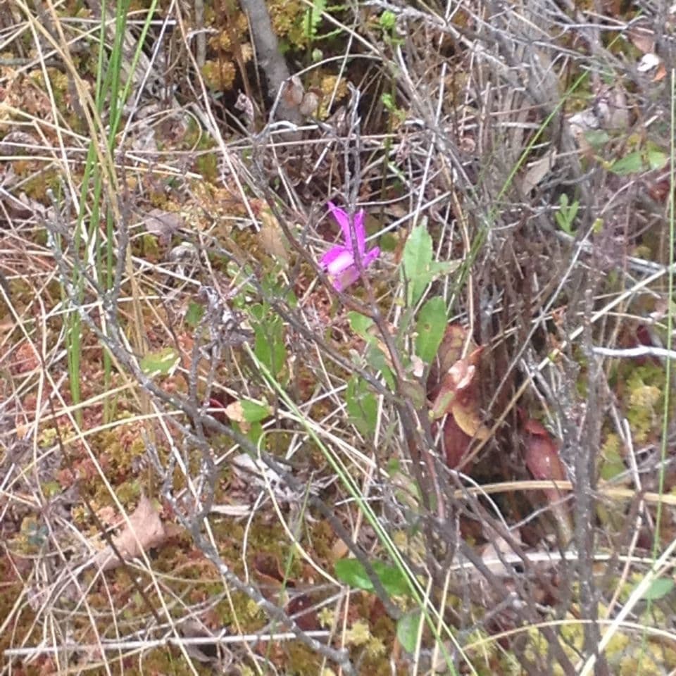 Arethusa bulbosa 6