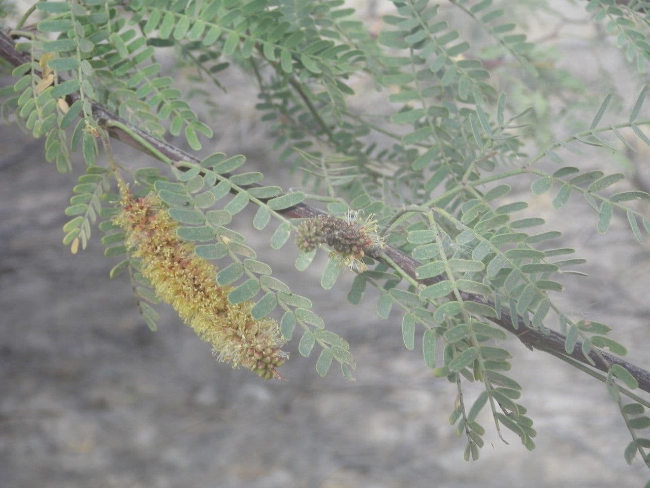 Prosopis africana 4
