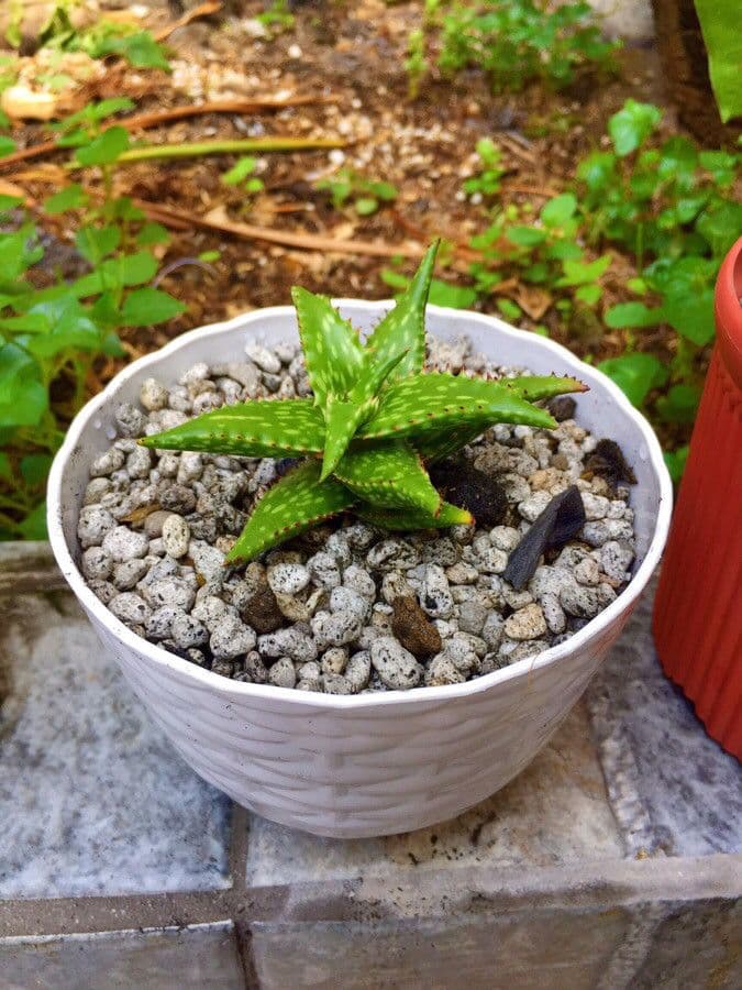 Aloe 3