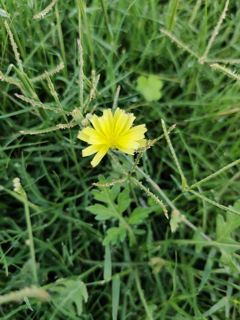 Launaea 3