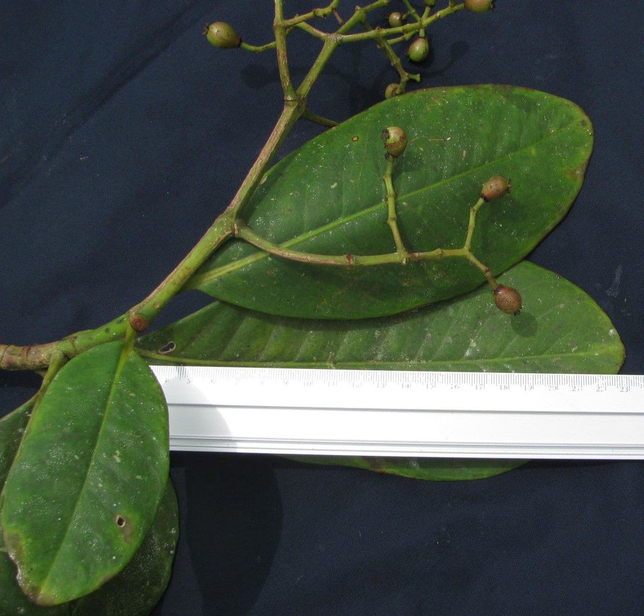 Chrysochlamys 14