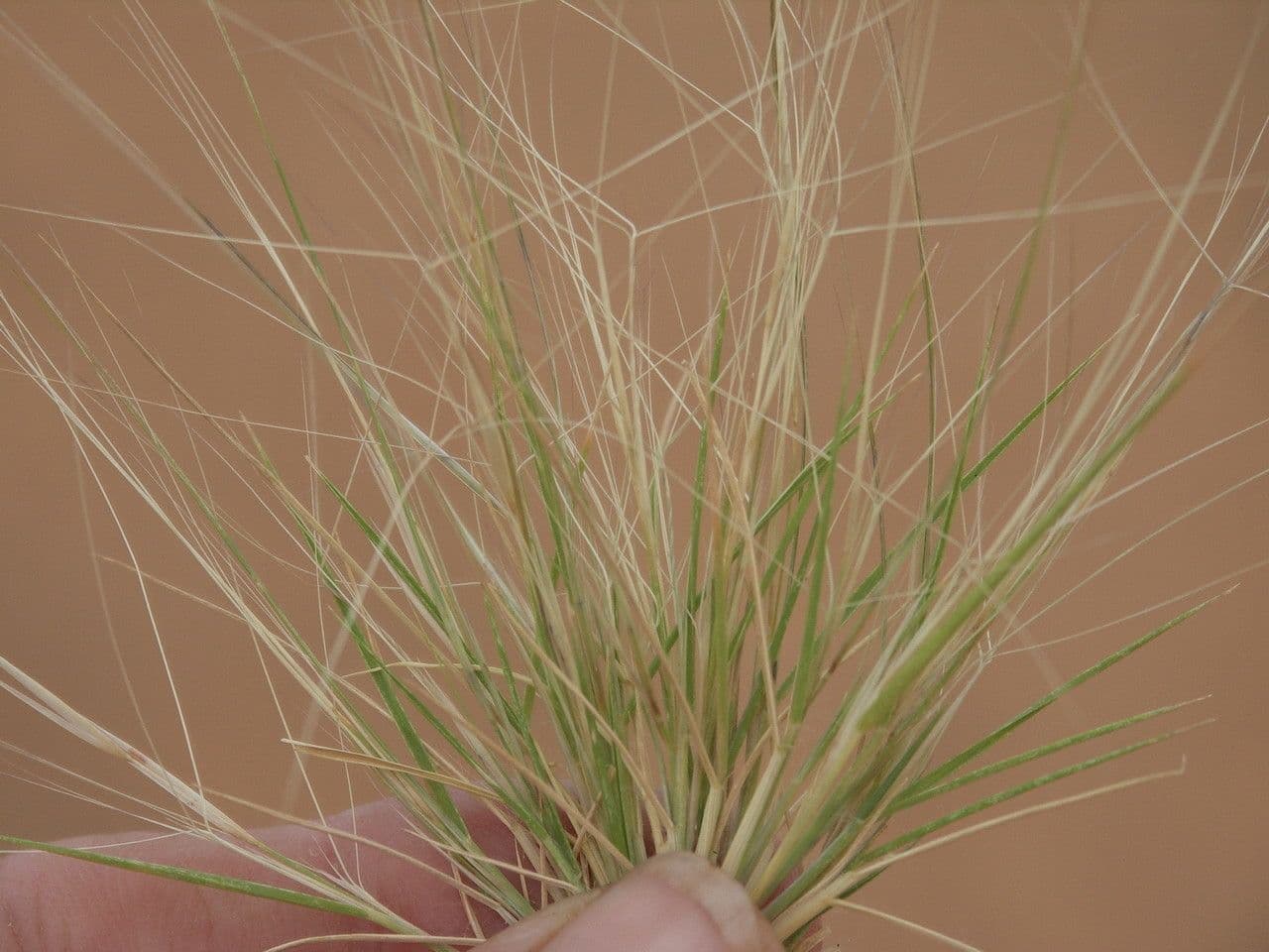 Aristida 4