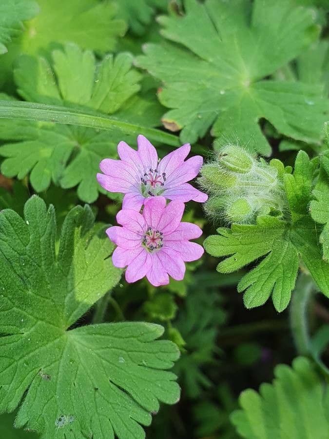 Géranium fluet 7
