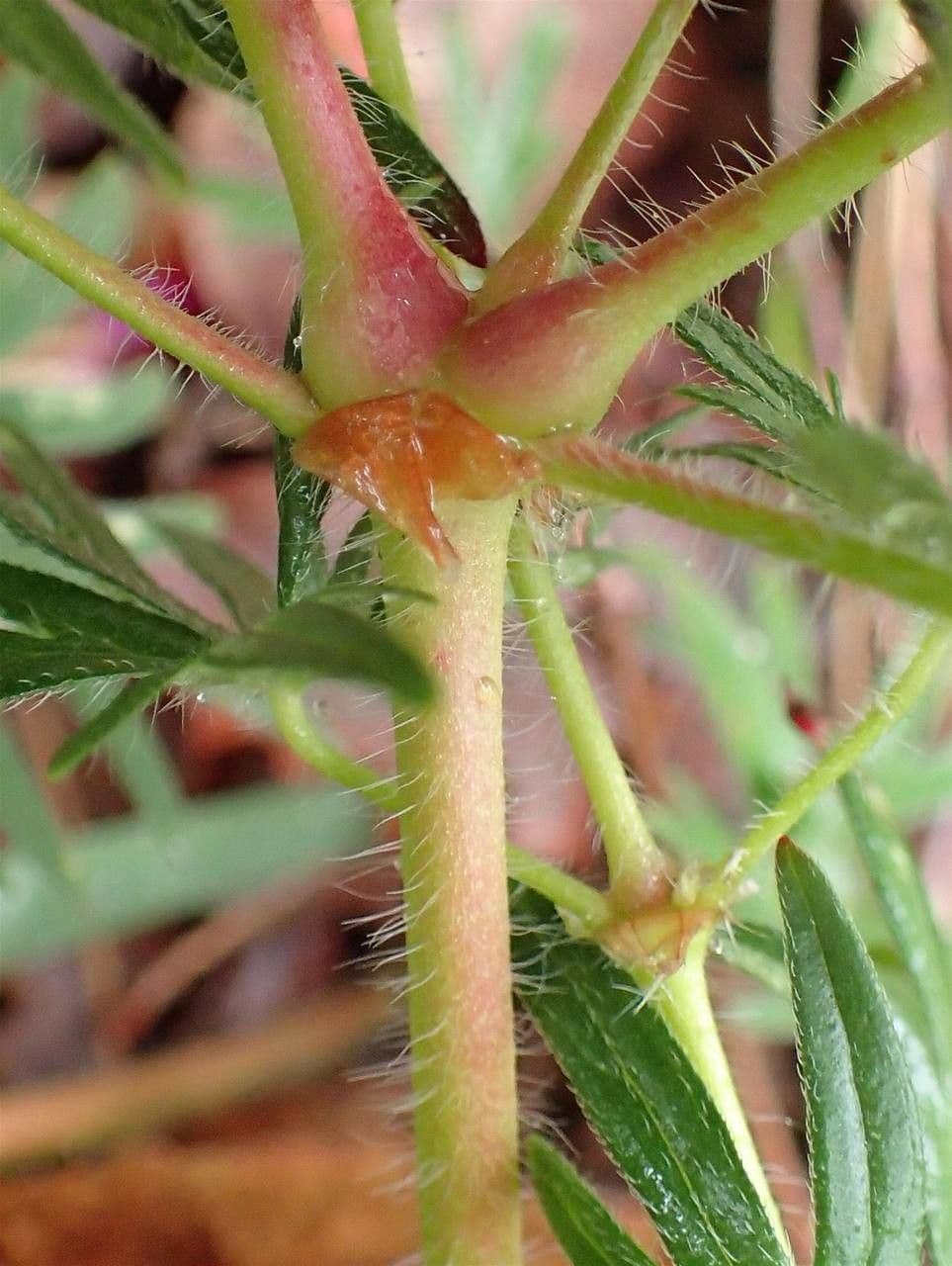 Géranium sanguin 22