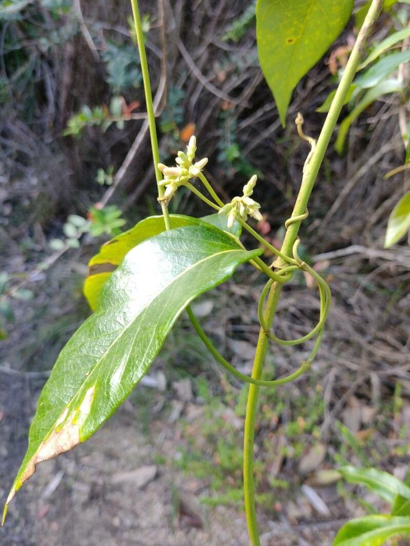 Parsonsia straminea 3