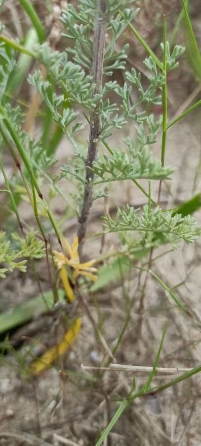 Weiße Artemisia 28