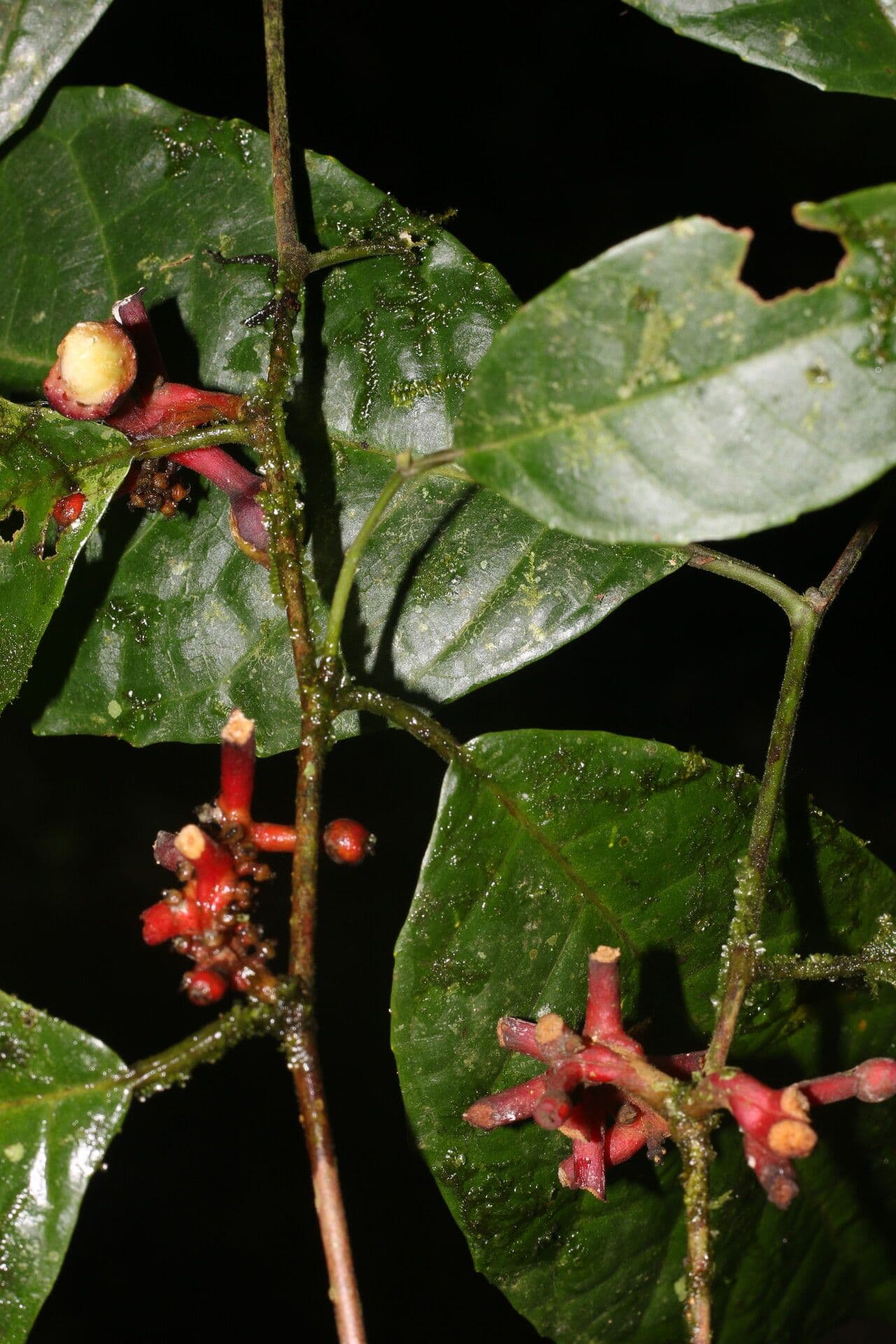 Sorocea trophoides 2