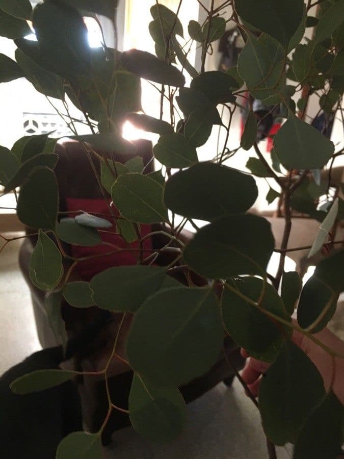 Vielblütiger Eukalyptus 19