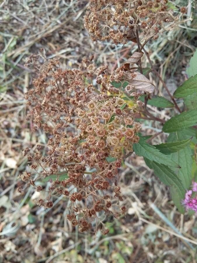 Spirea del Giappone