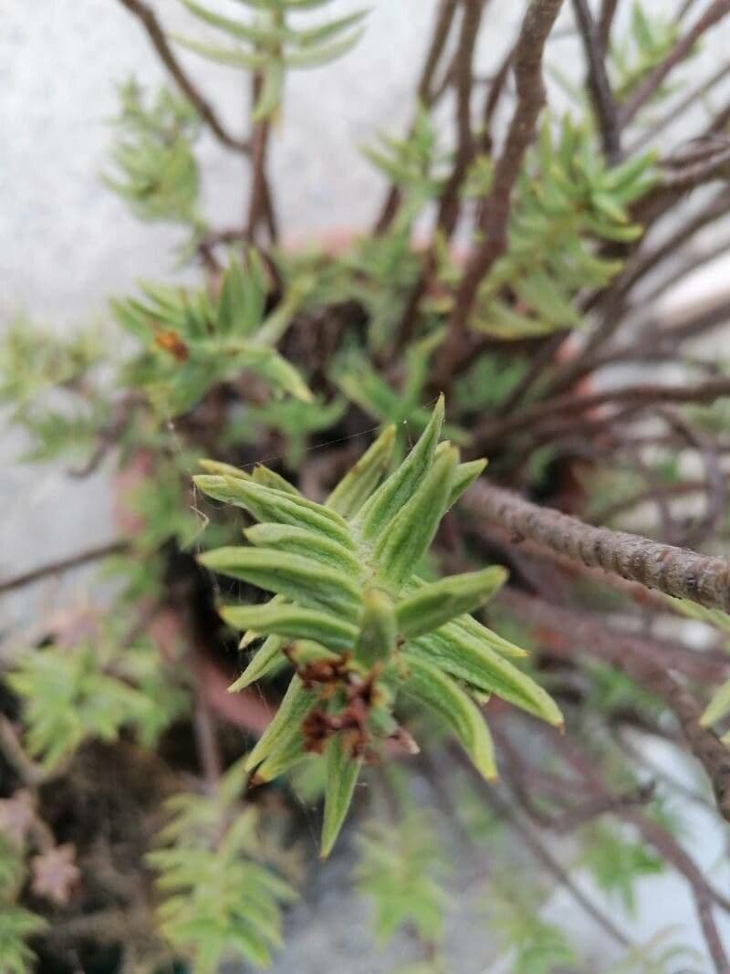 Crassula tetragona 14