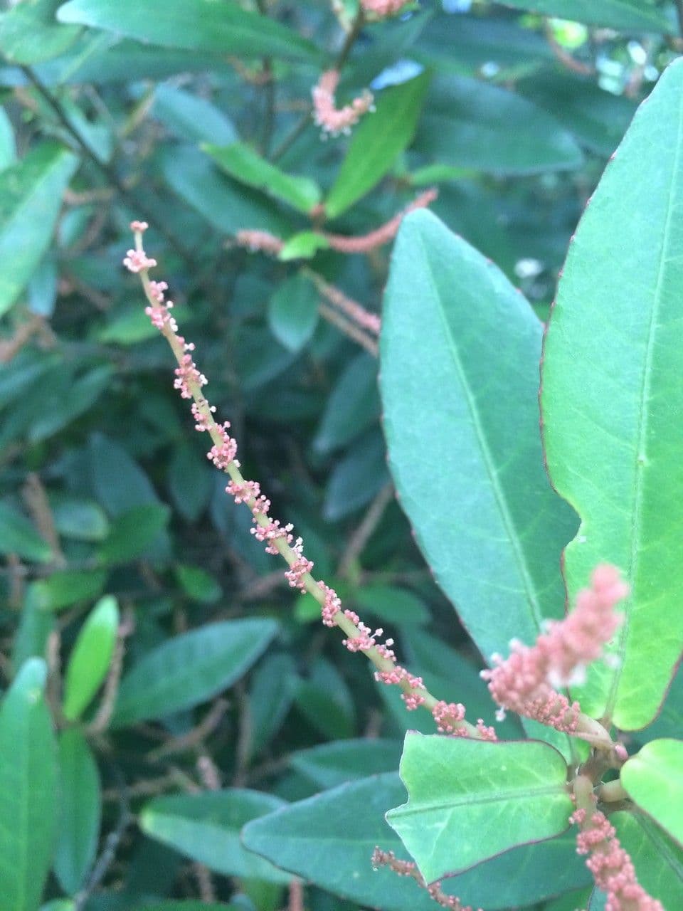 Acalypha 3