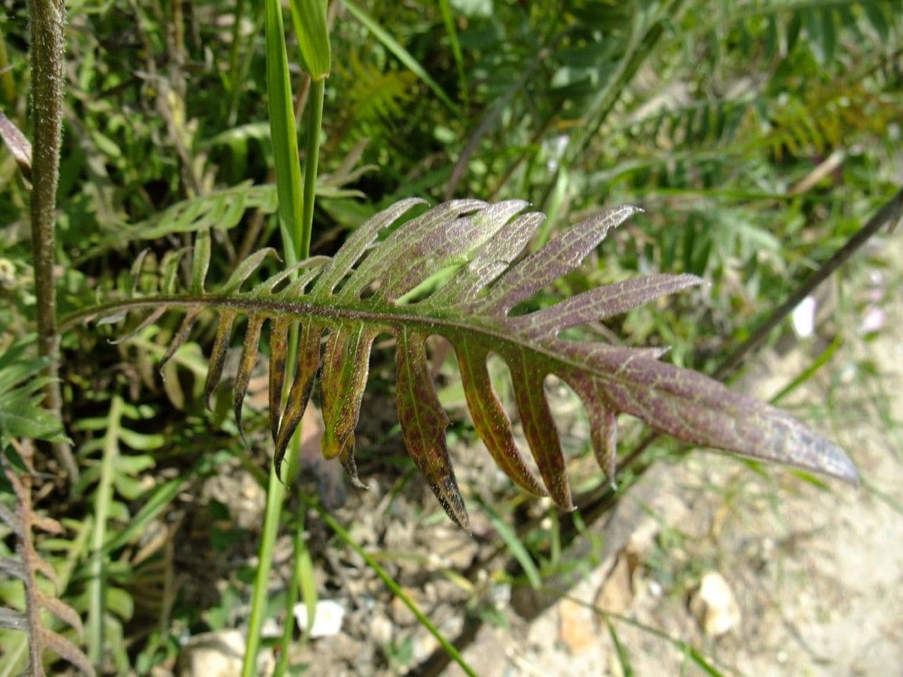 Klasea radiata 9