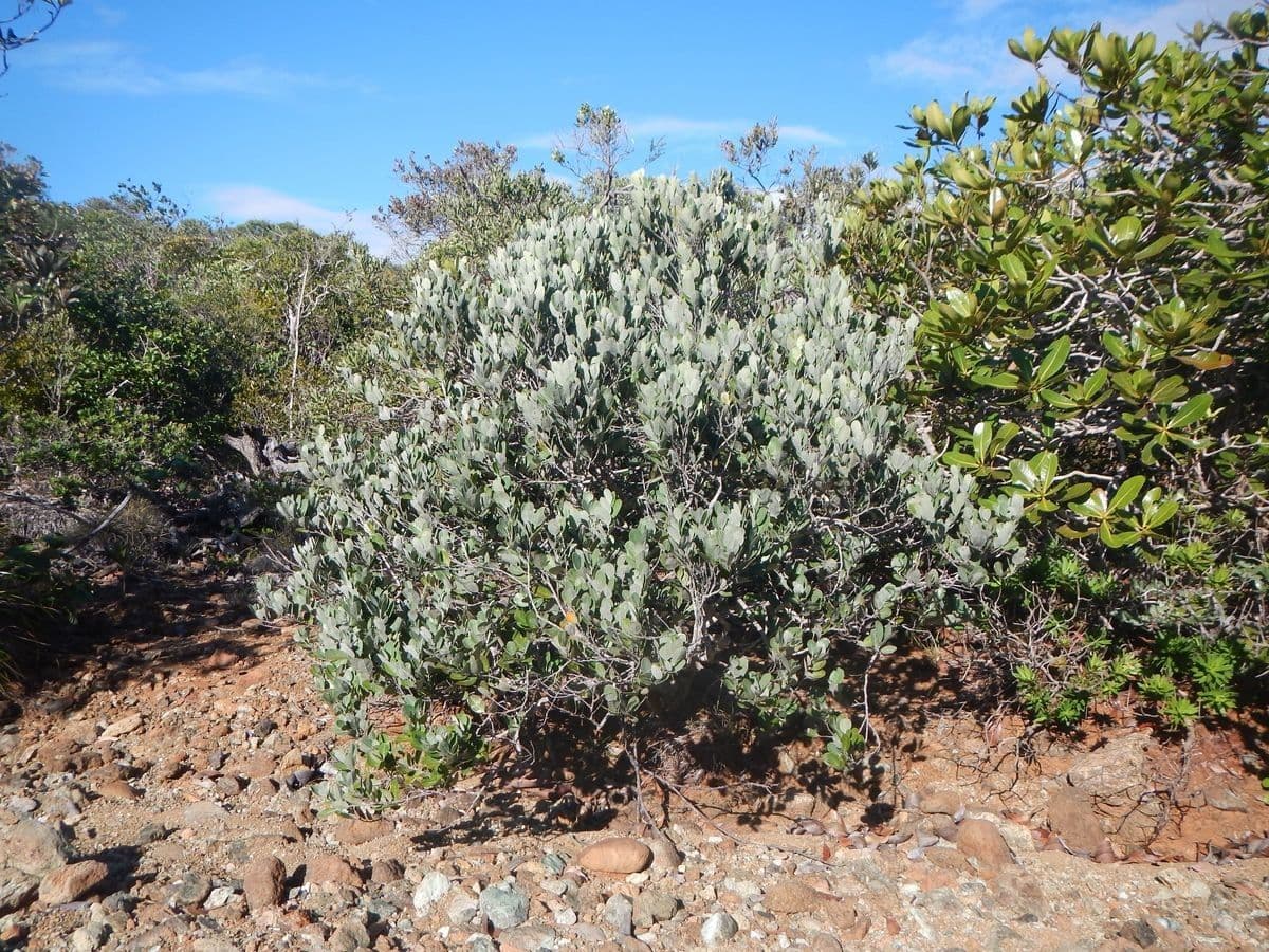 Hunga 7