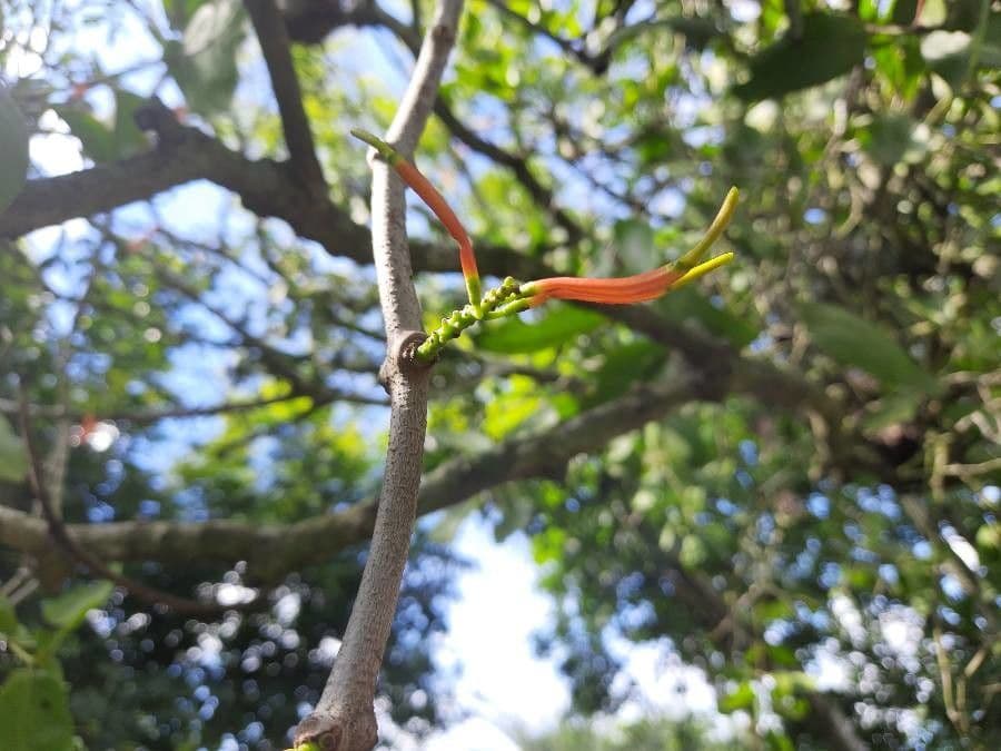 Dendrophthoe 2