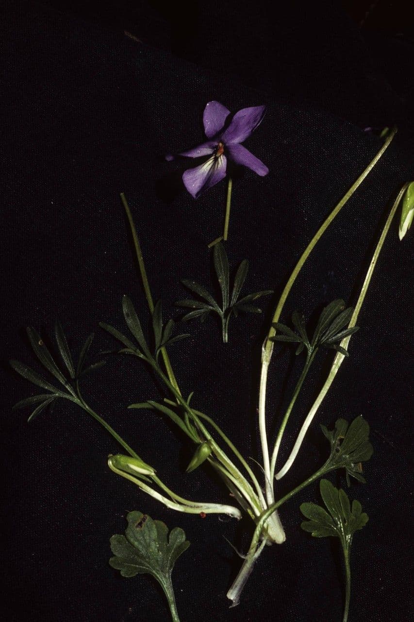 Viola pedata 8
